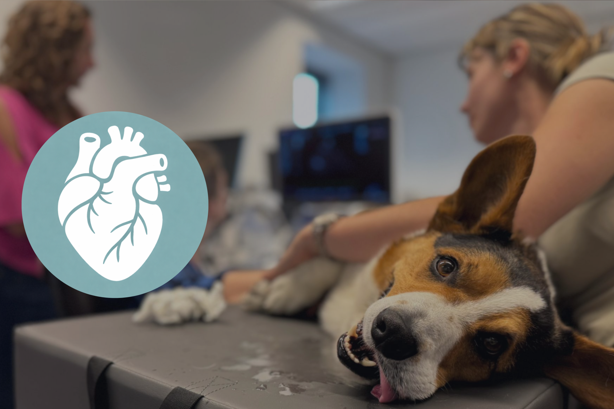 Echocardio basic: module 1