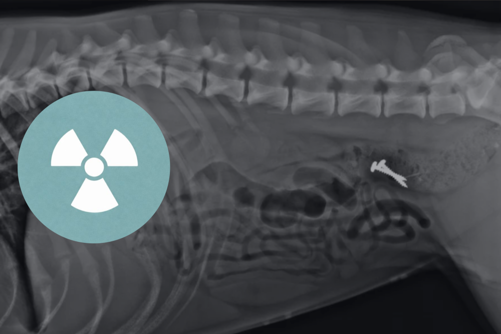 Radiografie: module 1